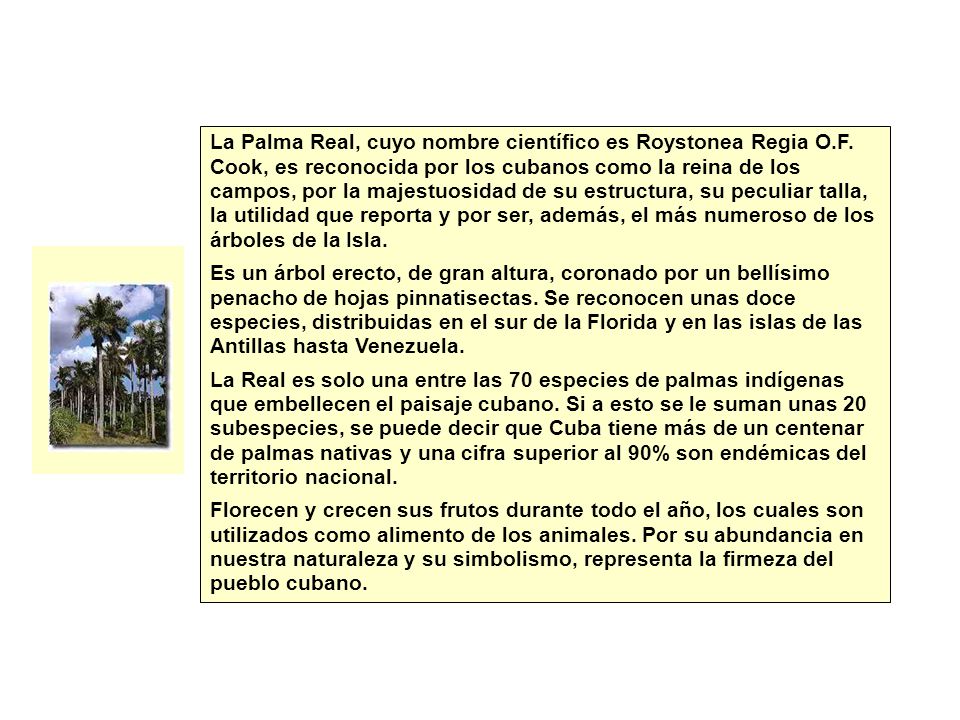 La Palma Real, cuyo nombre científico es Roystonea Regia O. F