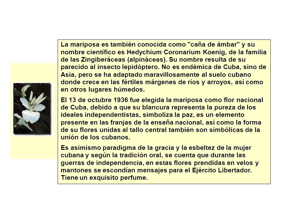 La mariposa es también conocida como caña de ámbar y su nombre científico es Hedychium Coronarium Koenig, de la familia de las Zingiberáceas (alpináceas). Su nombre resulta de su parecido al insecto lepidóptero. No es endémica de Cuba, sino de Asia, pero se ha adaptado maravillosamente al suelo cubano donde crece en las fértiles márgenes de ríos y arroyos, así como en otros lugares húmedos.