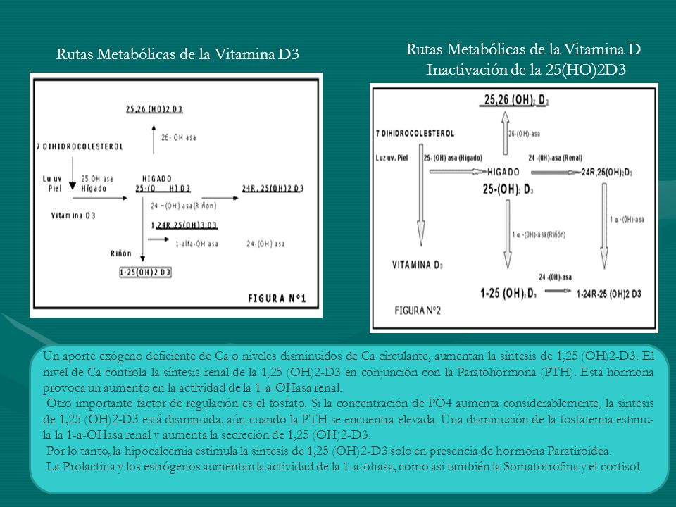 Rutas Metabólicas de la Vitamina D Inactivación de la 25(HO)2D3