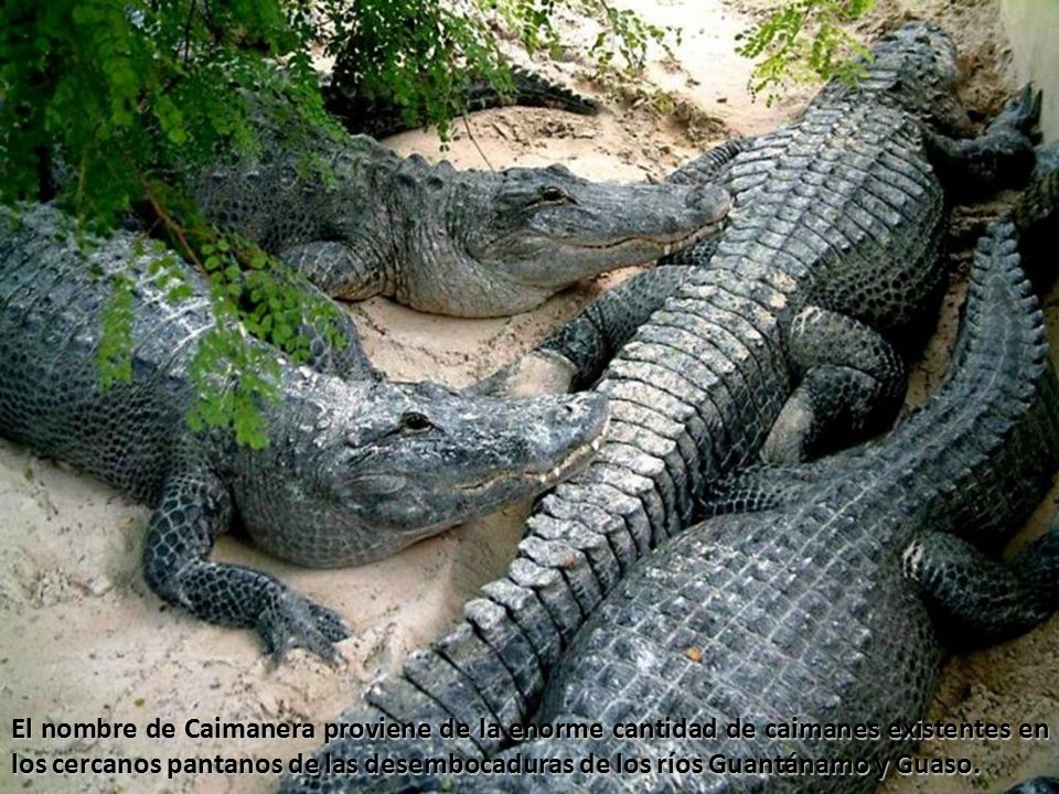 El nombre de Caimanera proviene de la enorme cantidad de caimanes existentes en los cercanos pantanos de las desembocaduras de los ríos Guantánamo y Guaso.