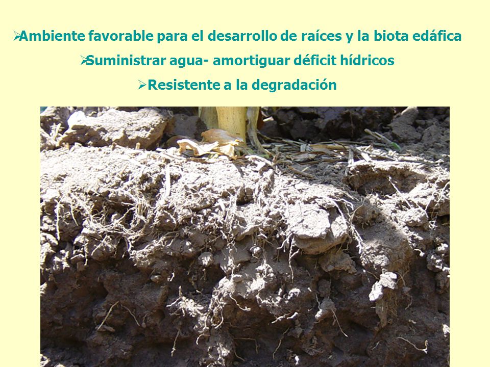 Ambiente favorable para el desarrollo de raíces y la biota edáfica