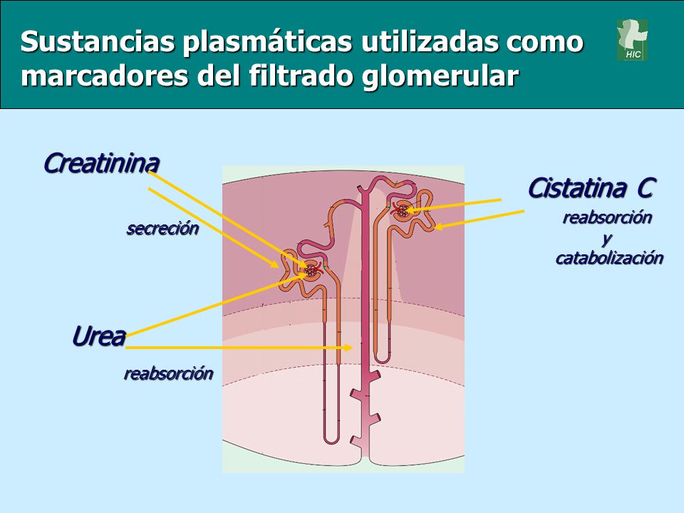 Sustancias plasmáticas utilizadas como marcadores del filtrado glomerular