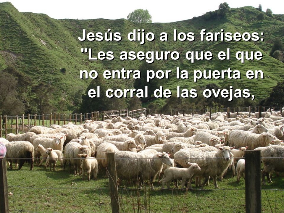 Jesús dijo a los fariseos: Les aseguro que el que no entra por la puerta en el corral de las ovejas,