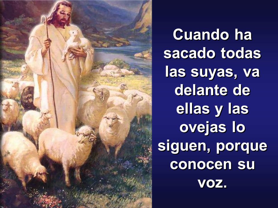 Cuando ha sacado todas las suyas, va delante de ellas y las ovejas lo siguen, porque conocen su voz.