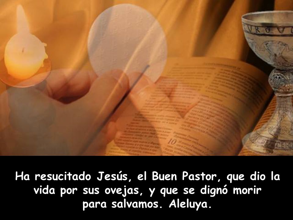 Ha resucitado Jesús, el Buen Pastor, que dio la vida por sus ovejas, y que se dignó morir