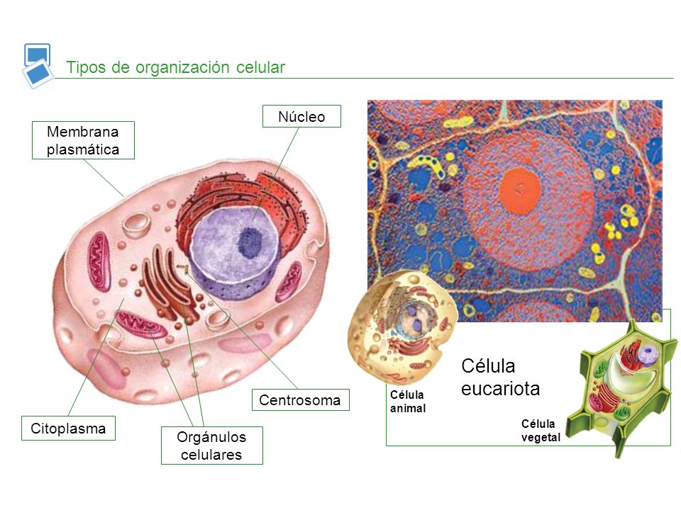 eucariota Tipos de organización celular Célula Núcleo