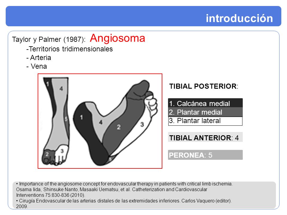 introducción Taylor y Palmer (1987): Angiosoma
