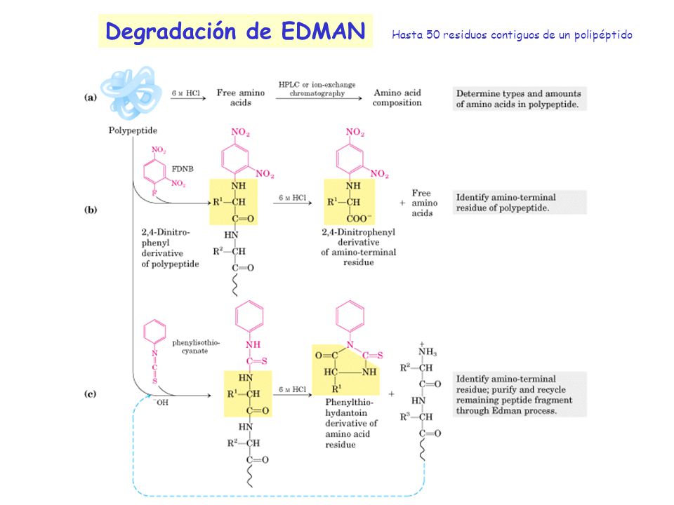 Degradación de EDMAN Hasta 50 residuos contiguos de un polipéptido