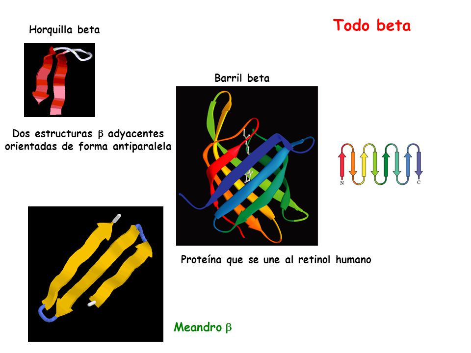 Dos estructuras b adyacentes orientadas de forma antiparalela