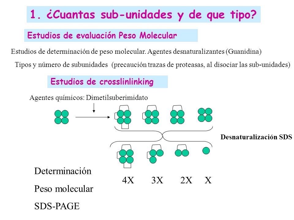 1. ¿Cuantas sub-unidades y de que tipo