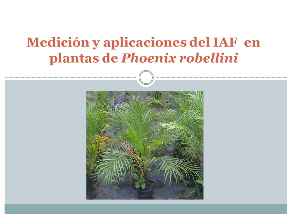 Medición y aplicaciones del IAF en plantas de Phoenix robellini