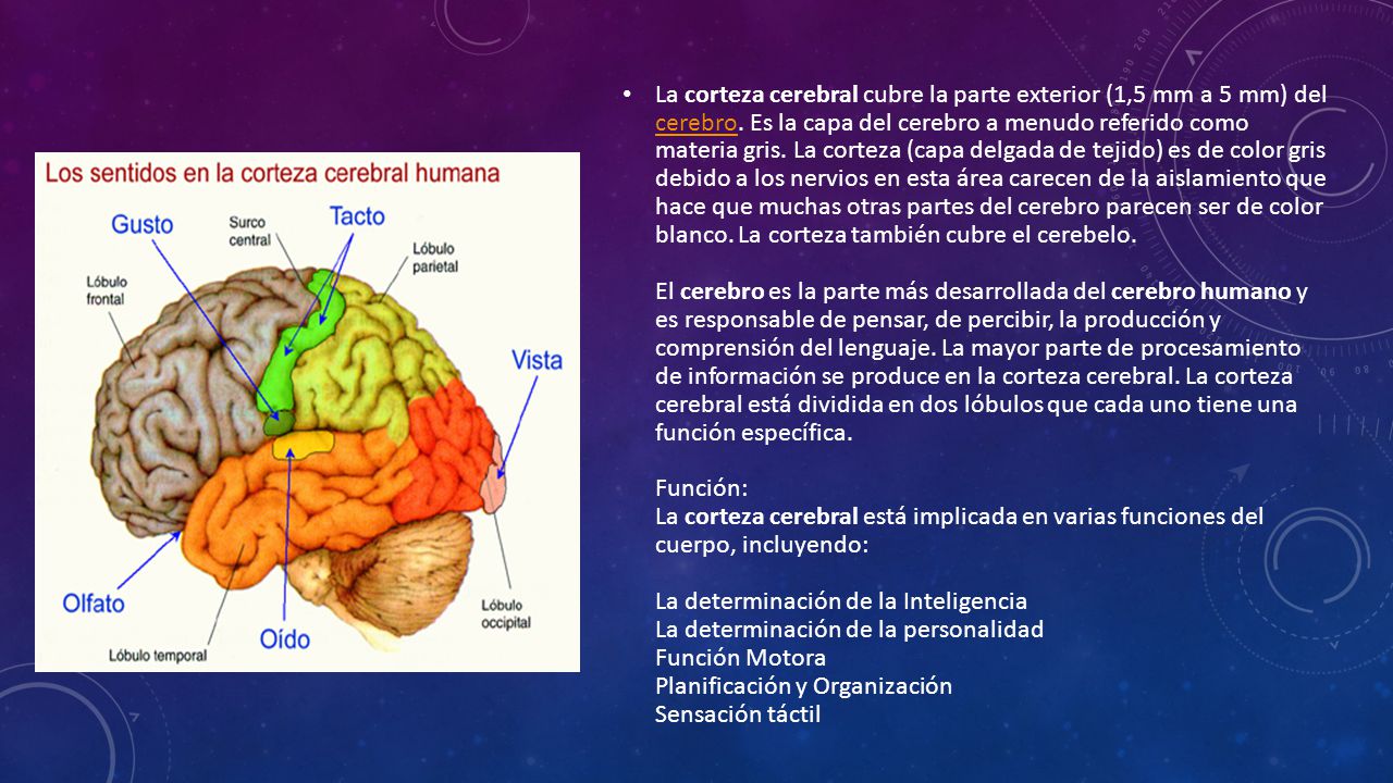 La corteza cerebral cubre la parte exterior (1,5 mm a 5 mm) del cerebro.