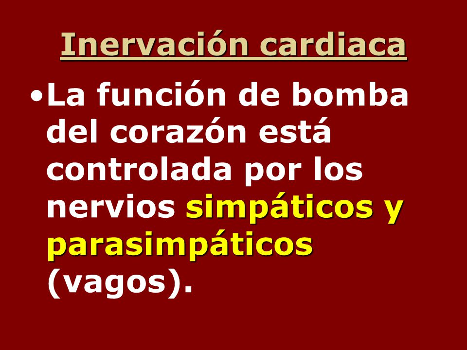 Inervación cardiaca La función de bomba del corazón está controlada por los nervios simpáticos y parasimpáticos (vagos).