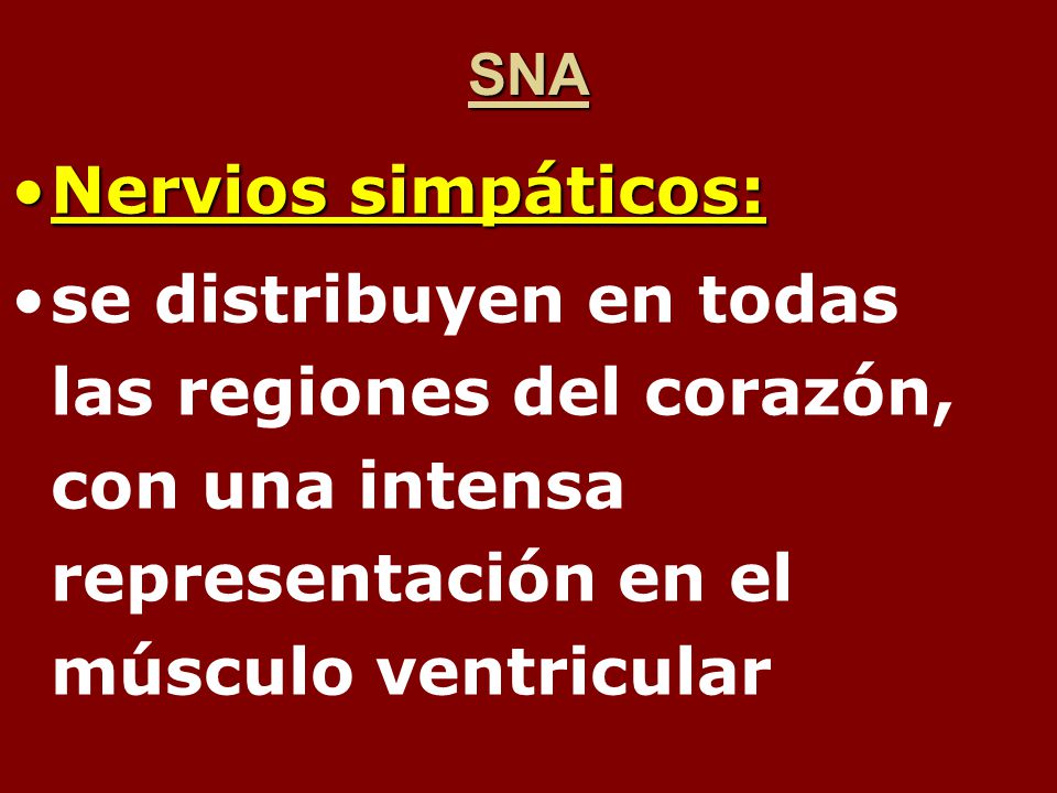 SNA Nervios simpáticos: se distribuyen en todas las regiones del corazón, con una intensa representación en el músculo ventricular.