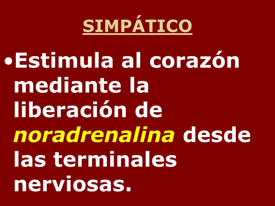 SIMPÁTICO Estimula al corazón mediante la liberación de noradrenalina desde las terminales nerviosas.