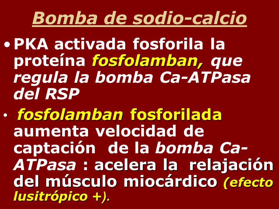 Bomba de sodio-calcio PKA activada fosforila la proteína fosfolamban, que regula la bomba Ca-ATPasa del RSP.