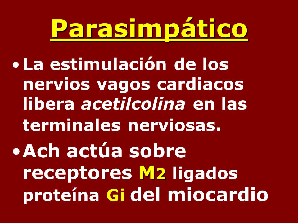 Parasimpático La estimulación de los nervios vagos cardiacos libera acetilcolina en las terminales nerviosas.