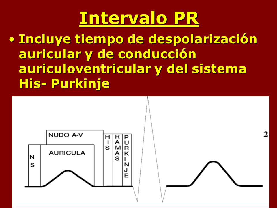 Intervalo PR Incluye tiempo de despolarización auricular y de conducción auriculoventricular y del sistema His- Purkinje.