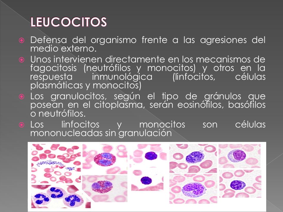 LEUCOCITOS Defensa del organismo frente a las agresiones del medio externo.