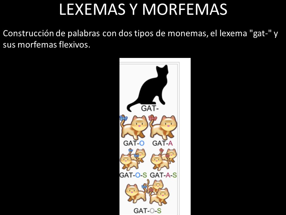 LEXEMAS Y MORFEMAS Construcción de palabras con dos tipos de monemas, el lexema gat- y sus morfemas flexivos.