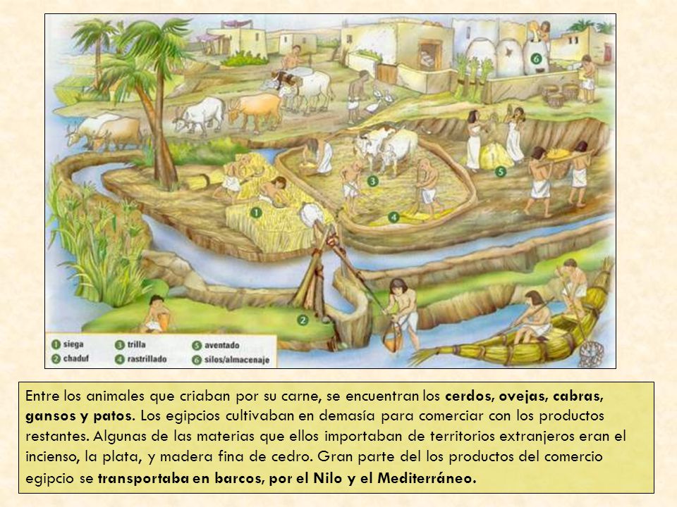 Entre los animales que criaban por su carne, se encuentran los cerdos, ovejas, cabras, gansos y patos.