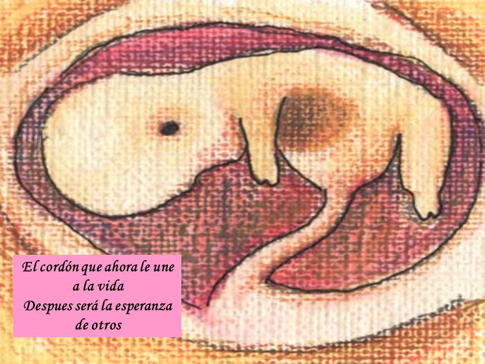 El cordón que ahora le une a la vida
