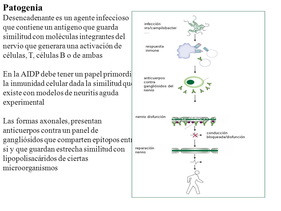 Patogenia