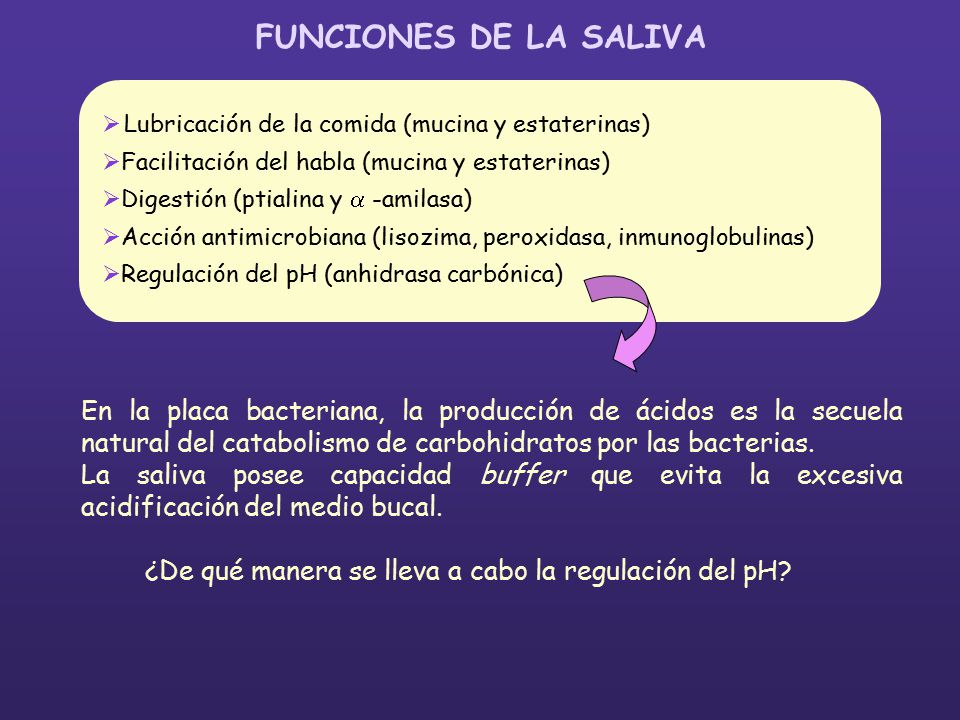 FUNCIONES DE LA SALIVA Lubricación de la comida (mucina y estaterinas) Facilitación del habla (mucina y estaterinas)