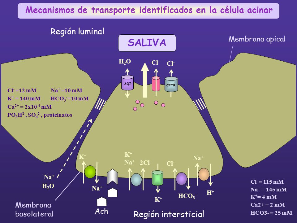 SALIVA Mecanismos de transporte identificados en la célula acinar