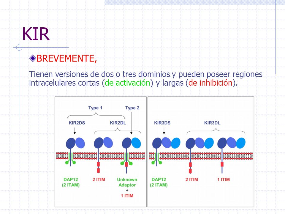 KIR BREVEMENTE, Tienen versiones de dos o tres dominios y pueden poseer regiones intracelulares cortas (de activación) y largas (de inhibición).