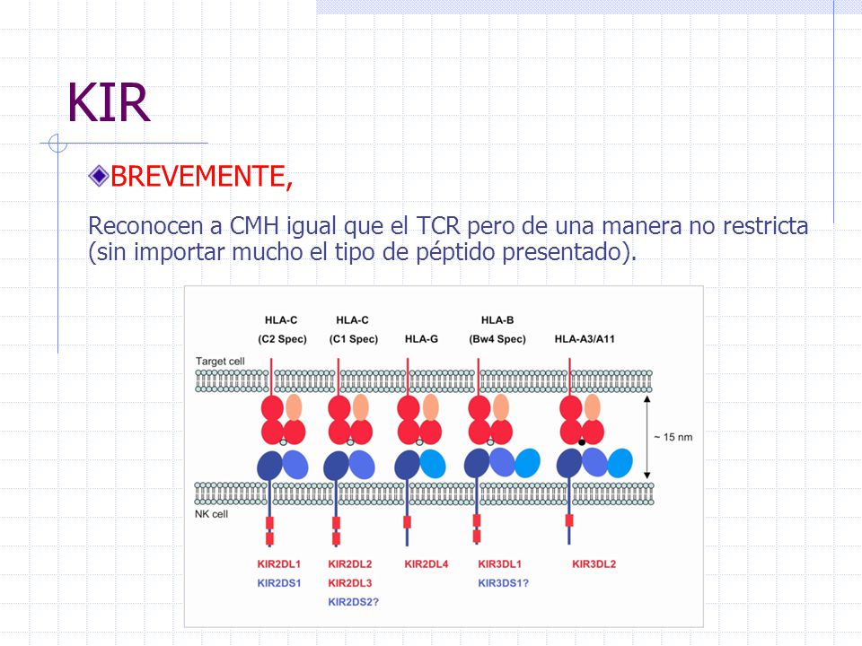 KIR BREVEMENTE, Reconocen a CMH igual que el TCR pero de una manera no restricta (sin importar mucho el tipo de péptido presentado).