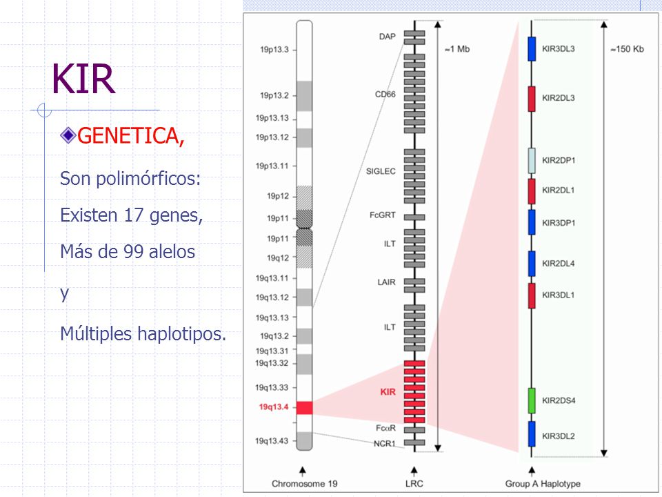 KIR GENETICA, Son polimórficos: Existen 17 genes, Más de 99 alelos y