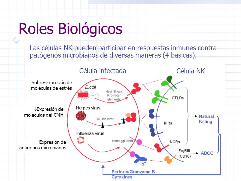 Roles Biológicos Las células NK pueden participar en respuestas inmunes contra patógenos microbianos de diversas maneras (4 basicas).