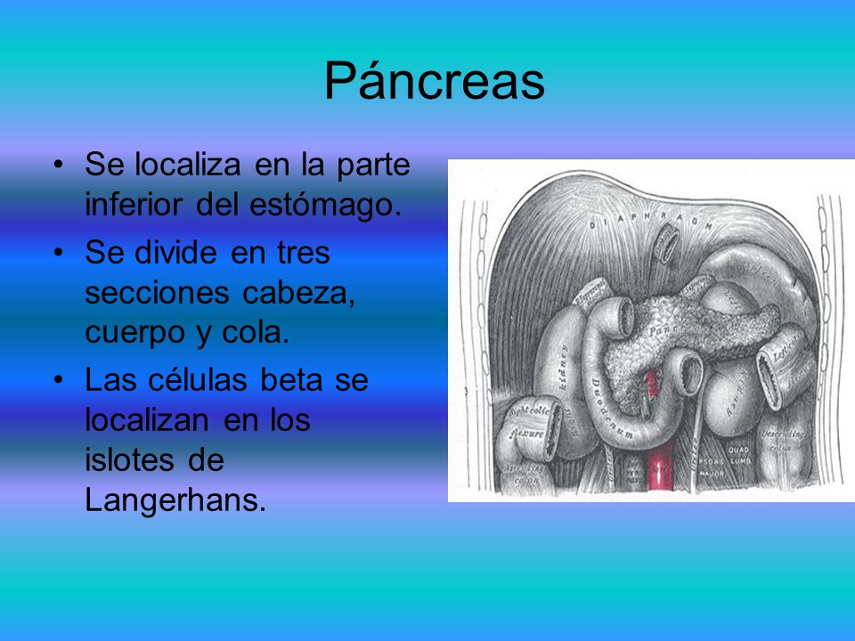 Páncreas Se localiza en la parte inferior del estómago.