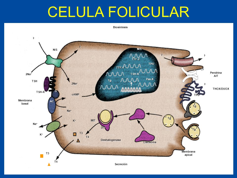 CELULA FOLICULAR Biosíntesis I- NIS TTF-2 TPO TTF-1 Cl- Pendrina AIT