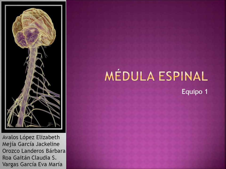 Médula espinal Equipo 1 Avalos López Elizabeth Mejía García Jackeline