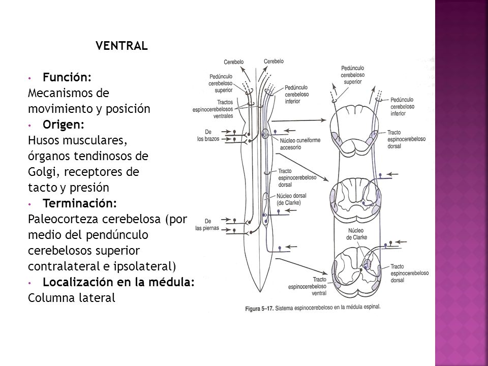 VENTRAL Función: Mecanismos de. movimiento y posición. Origen: Husos musculares, órganos tendinosos de.
