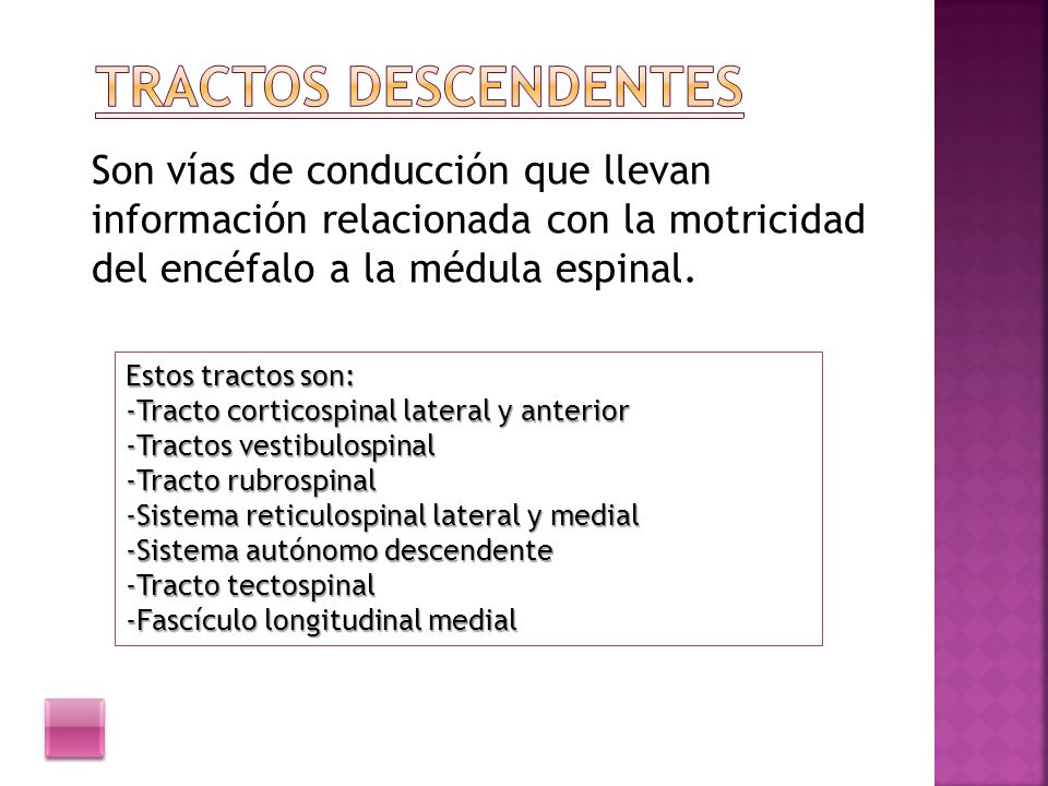 Tractos descendentes Son vías de conducción que llevan información relacionada con la motricidad del encéfalo a la médula espinal.