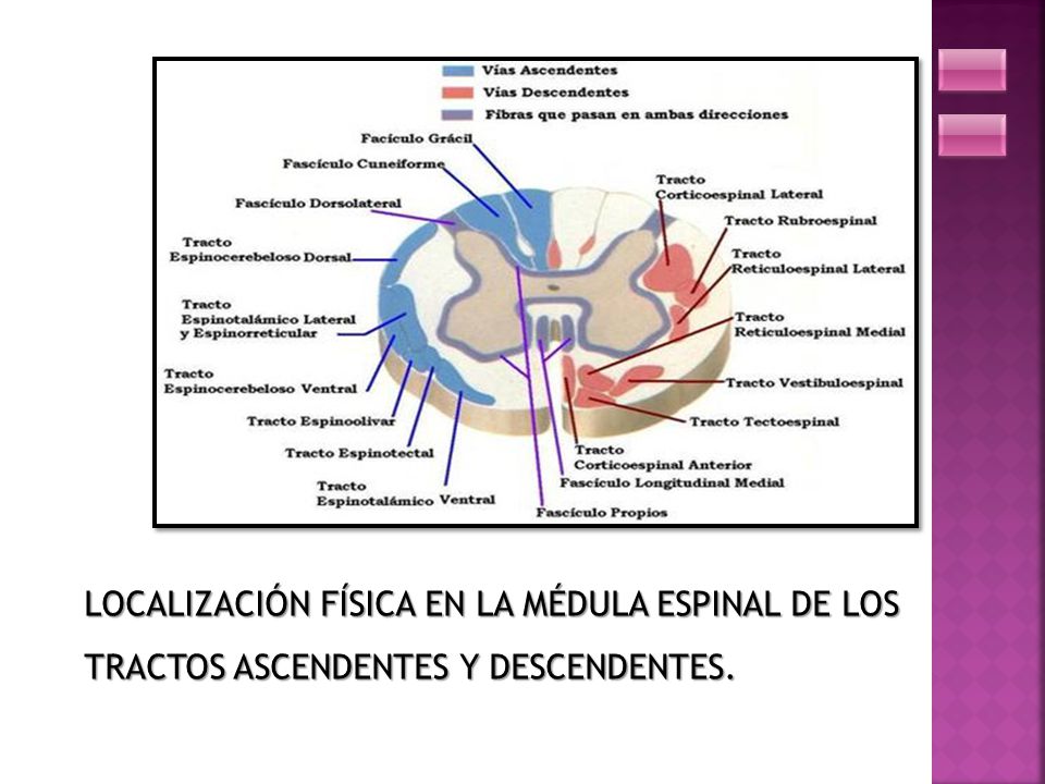 LOCALIZACIÓN FÍSICA EN LA MÉDULA ESPINAL DE LOS TRACTOS ASCENDENTES Y DESCENDENTES.