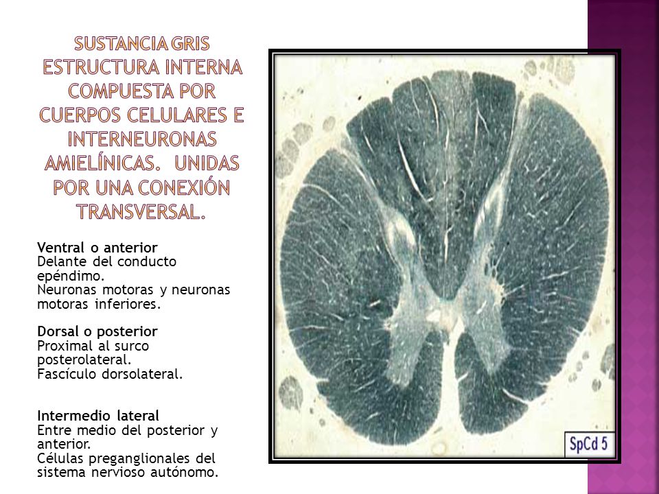 Sustancia Gris Estructura interna compuesta por cuerpos celulares e interneuronas amielínicas. Unidas por una conexión transversal.