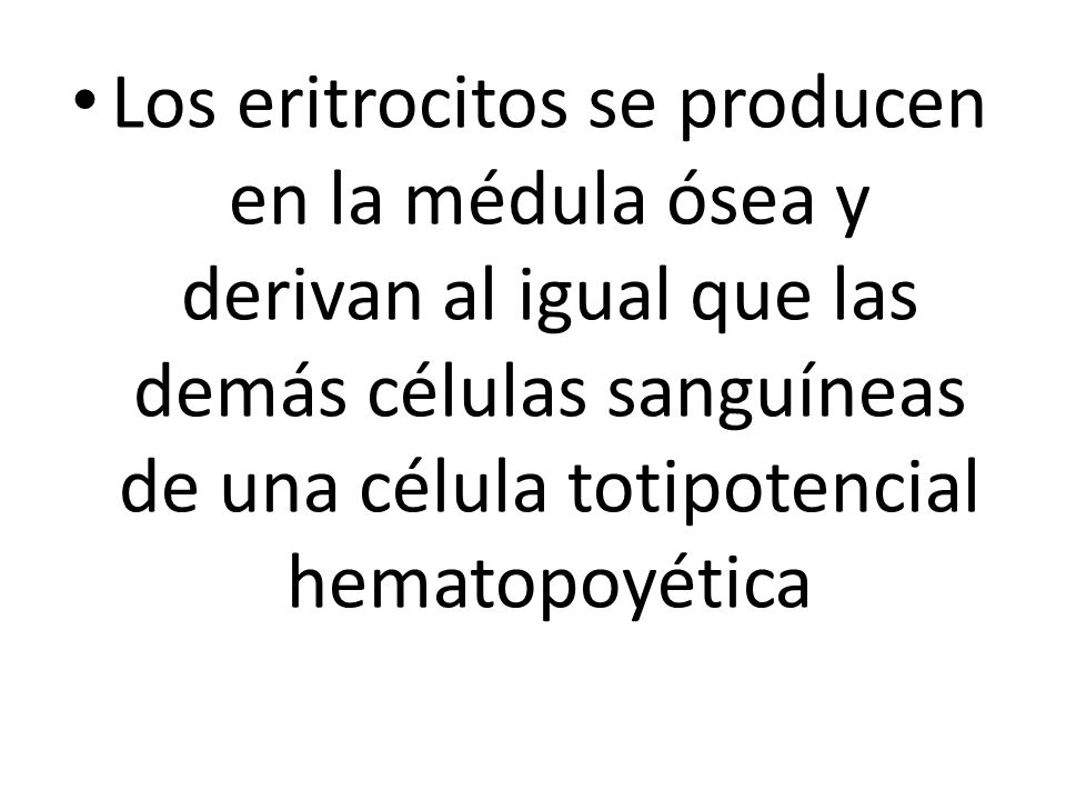 Los eritrocitos se producen en la médula ósea y derivan al igual que las demás células sanguíneas de una célula totipotencial hematopoyética