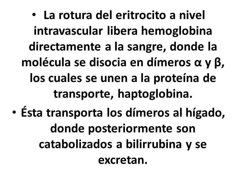 La rotura del eritrocito a nivel intravascular libera hemoglobina directamente a la sangre, donde la molécula se disocia en dímeros α y β, los cuales se unen a la proteína de transporte, haptoglobina.
