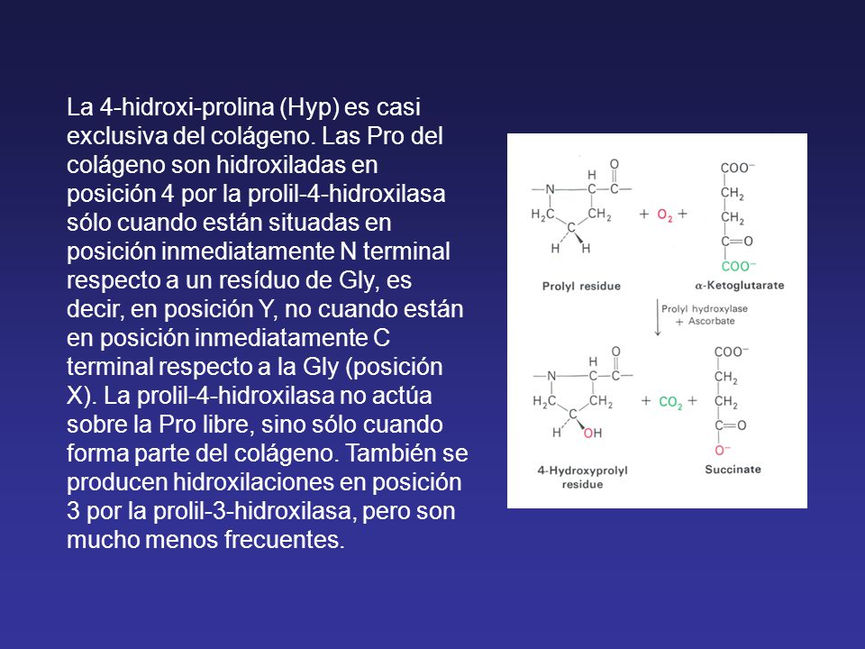 La 4-hidroxi-prolina (Hyp) es casi exclusiva del colágeno