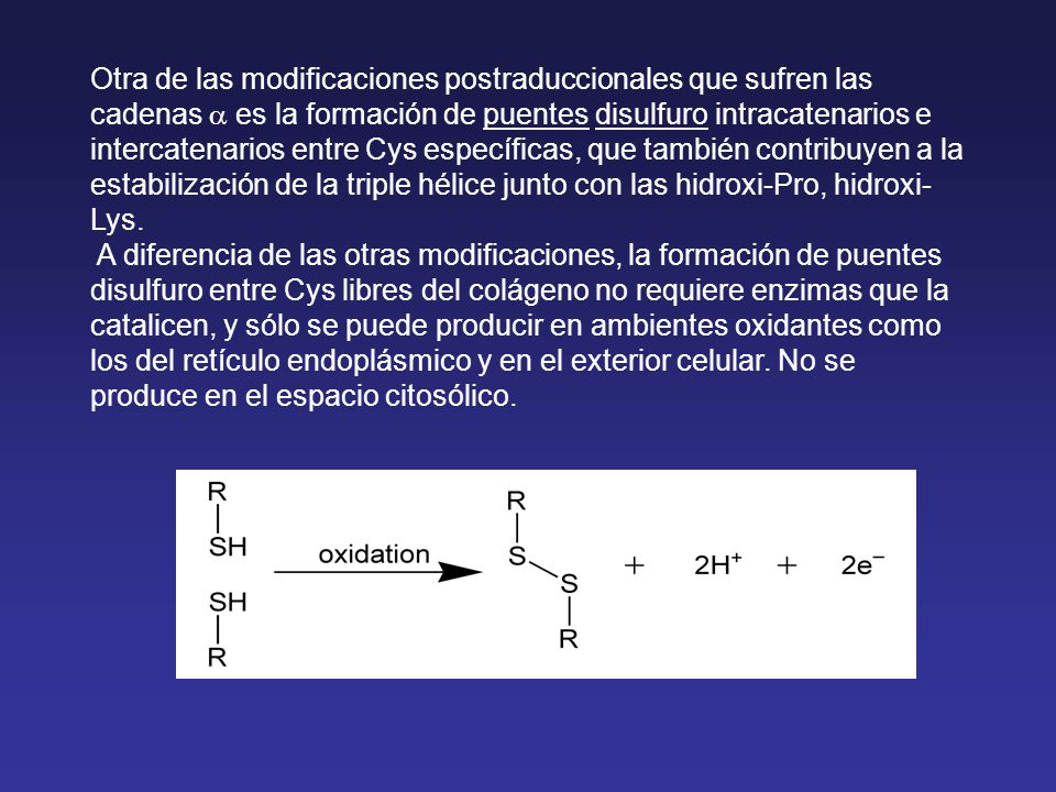 Otra de las modificaciones postraduccionales que sufren las cadenas a es la formación de puentes disulfuro intracatenarios e intercatenarios entre Cys específicas, que también contribuyen a la estabilización de la triple hélice junto con las hidroxi-Pro, hidroxi-Lys.