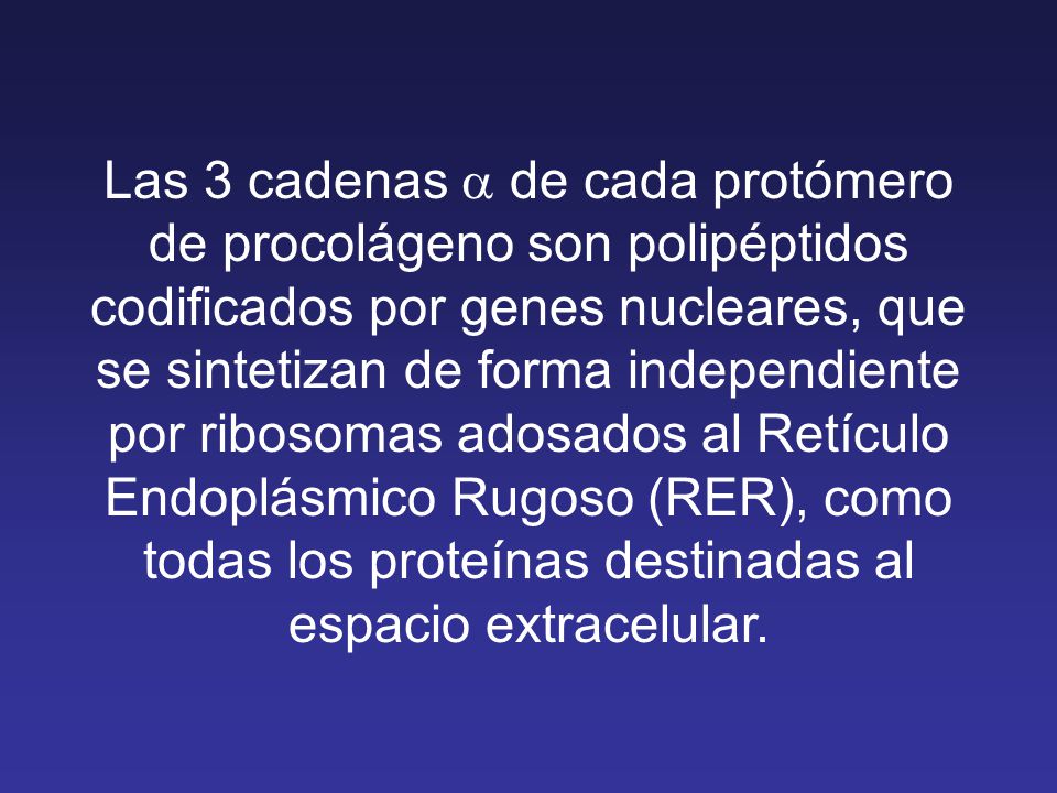 Las 3 cadenas a de cada protómero de procolágeno son polipéptidos codificados por genes nucleares, que se sintetizan de forma independiente por ribosomas adosados al Retículo Endoplásmico Rugoso (RER), como todas los proteínas destinadas al espacio extracelular.