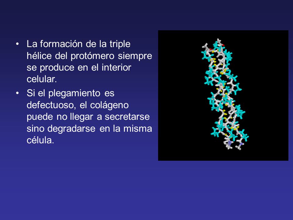 La formación de la triple hélice del protómero siempre se produce en el interior celular.