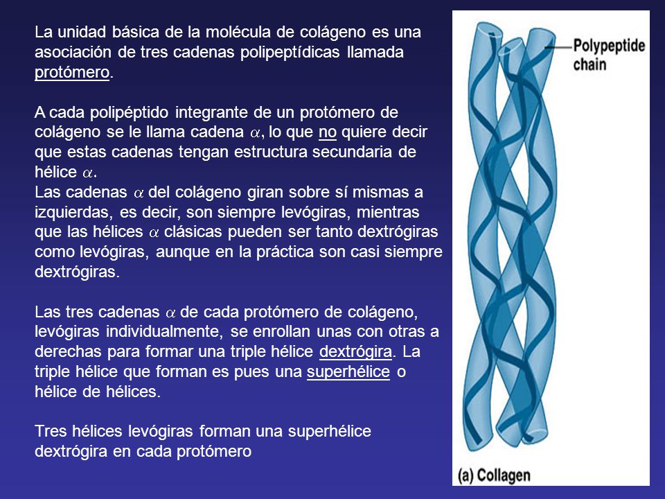 La unidad básica de la molécula de colágeno es una asociación de tres cadenas polipeptídicas llamada protómero.