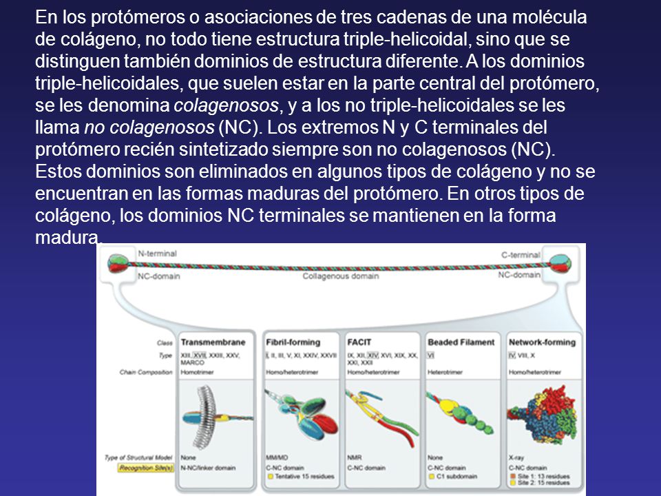 En los protómeros o asociaciones de tres cadenas de una molécula de colágeno, no todo tiene estructura triple-helicoidal, sino que se distinguen también dominios de estructura diferente.