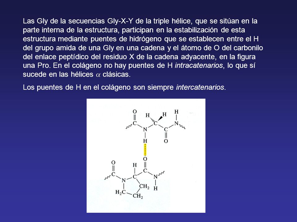 Las Gly de la secuencias Gly-X-Y de la triple hélice, que se sitúan en la parte interna de la estructura, participan en la estabilización de esta estructura mediante puentes de hidrógeno que se establecen entre el H del grupo amida de una Gly en una cadena y el átomo de O del carbonilo del enlace peptídico del residuo X de la cadena adyacente, en la figura una Pro. En el colágeno no hay puentes de H intracatenarios, lo que sí sucede en las hélices a clásicas.