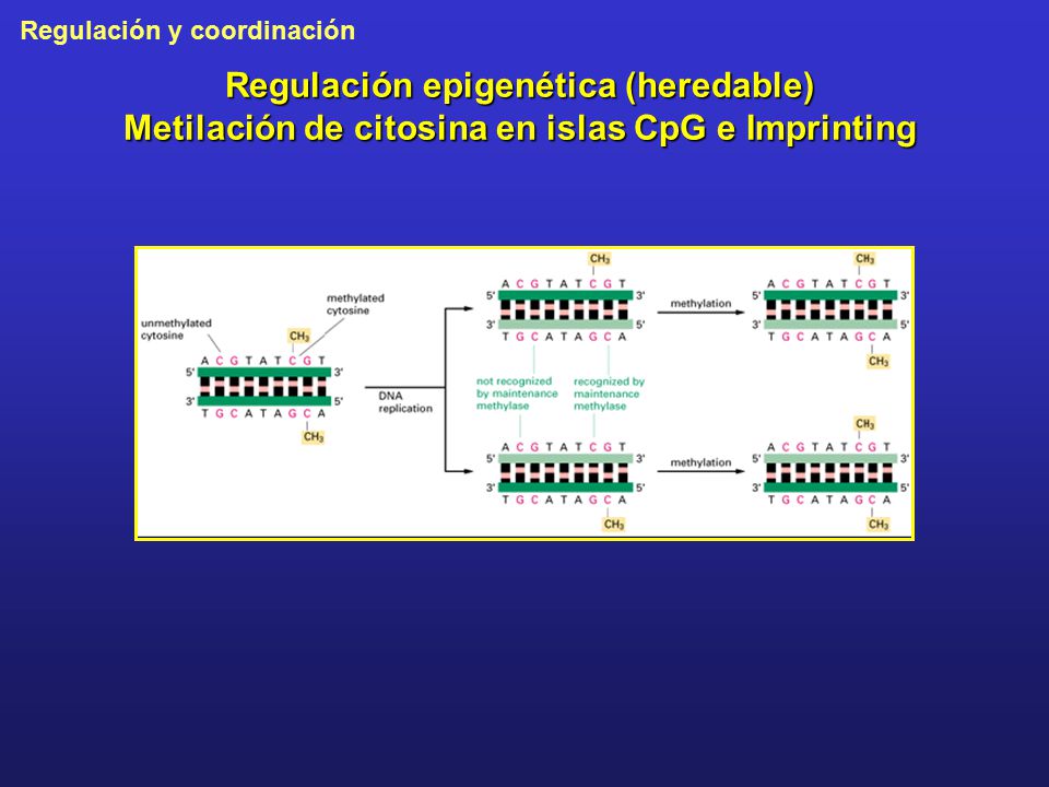 Regulación epigenética (heredable) Metilación de citosina en islas CpG e Imprinting